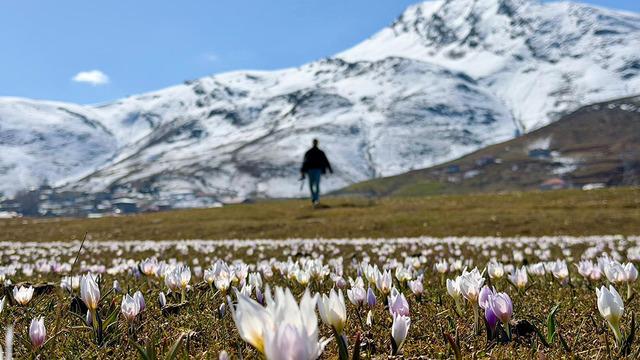Dağ eteklerini kapladılar! Daha kar erimeden baharın müjdesini verdi