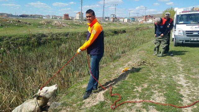 Bataklık kanala düşen düve AFAD ekiplerince kurtarıldı