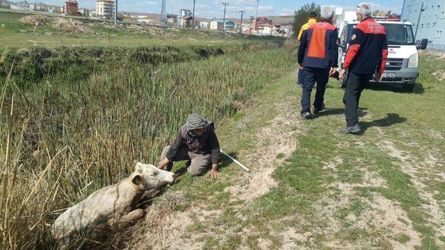 Bataklık kanala düşen düve AFAD ekiplerince kurtarıldı