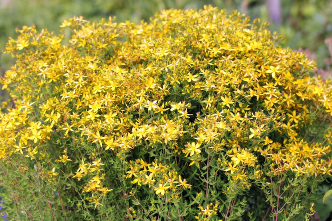 Yol kenarlarında kendiliğinden yetişiyor: Avrupa’da ilaç gibi araştırılıyor 1