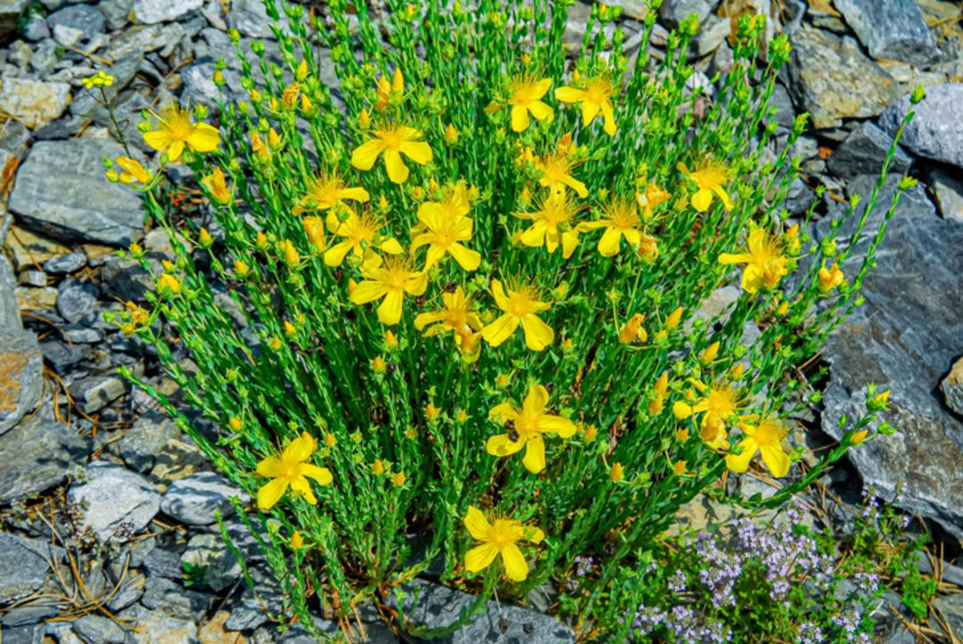 Yol kenarlarında kendiliğinden yetişiyor: Avrupa’da ilaç gibi araştırılıyor 2