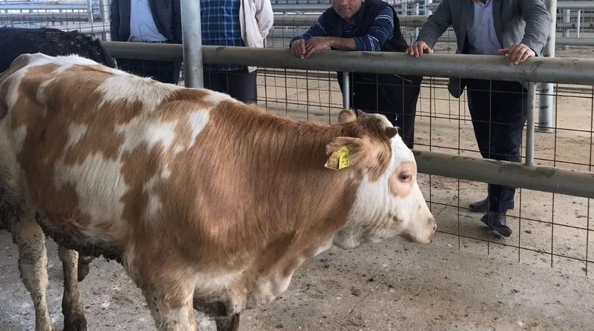 Sarıg&ouml;l&rsquo;de 16 gen&ccedil; &ccedil;ift&ccedil;iye 96 d&uuml;ve verildi