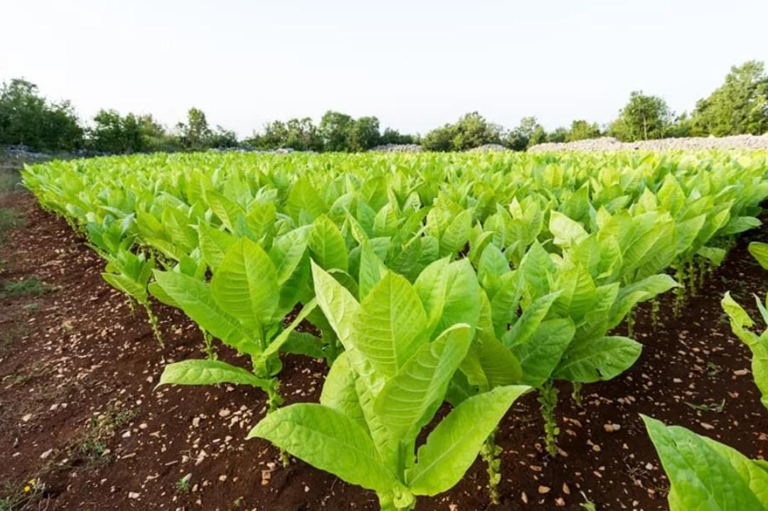 Zararları saymakla bitmiyor! Günde 8 paket sigaraya bedel 1