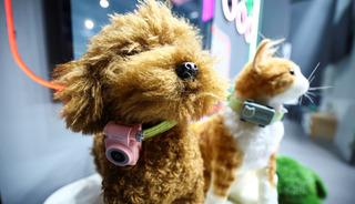 Evcil hayvanlar i&ccedil;in akıllı telefon geliştirildi! Artık patili dostunuz sizi arayabilecek