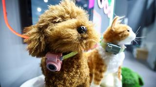 Evcil hayvanlar için akıllı telefon geliştirildi! Artık patili dostunuz sizi arayabilecek