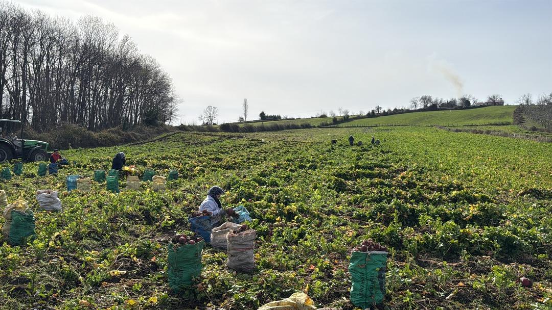 &Ccedil;amurdan tek tek &ccedil;ıkarılıyor, şifa dağıtıyor! Kilosu 100 lira 1