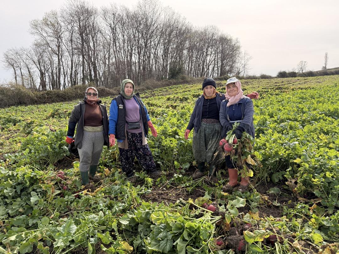&Ccedil;amurdan tek tek &ccedil;ıkarılıyor, şifa dağıtıyor! Kilosu 100 lira 3
