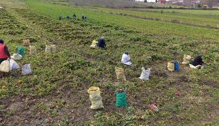 &Ccedil;amurdan tek tek &ccedil;ıkarılıyor, şifa dağıtıyor! Kilosu 100 lira