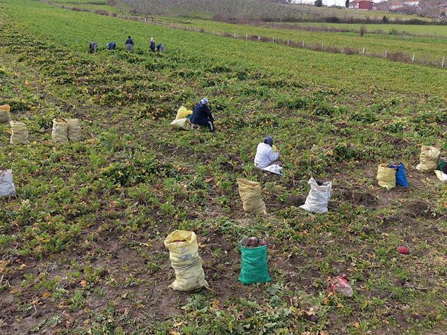 &Ccedil;amurdan tek tek &ccedil;ıkarılıyor, şifa dağıtıyor! Kilosu 100 lira