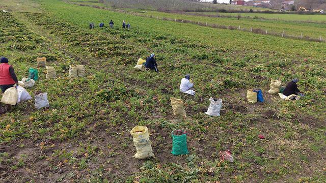 Çamurdan tek tek çıkarılıyor, şifa dağıtıyor! Kilosu 100 lira