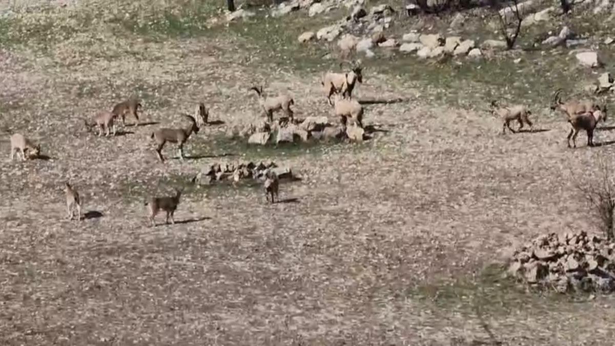 Zarar vermenin cezası 940 bin lira: Diyarbakır'da sürü halinde görüntülendi - Güncel Haberler