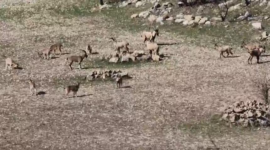 Zarar vermenin cezası 940 bin lira: Diyarbakır'da s&uuml;r&uuml; halinde g&ouml;r&uuml;nt&uuml;lendi
