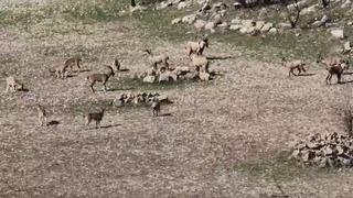 Zarar vermenin cezası 940 bin lira: Diyarbakır'da sürü halinde görüntülendi