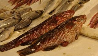 Hint Okyanusu'na &ouml;zg&uuml; &lsquo;portakal benekli lagos' Mersin'de tezgaha &ccedil;ıktı