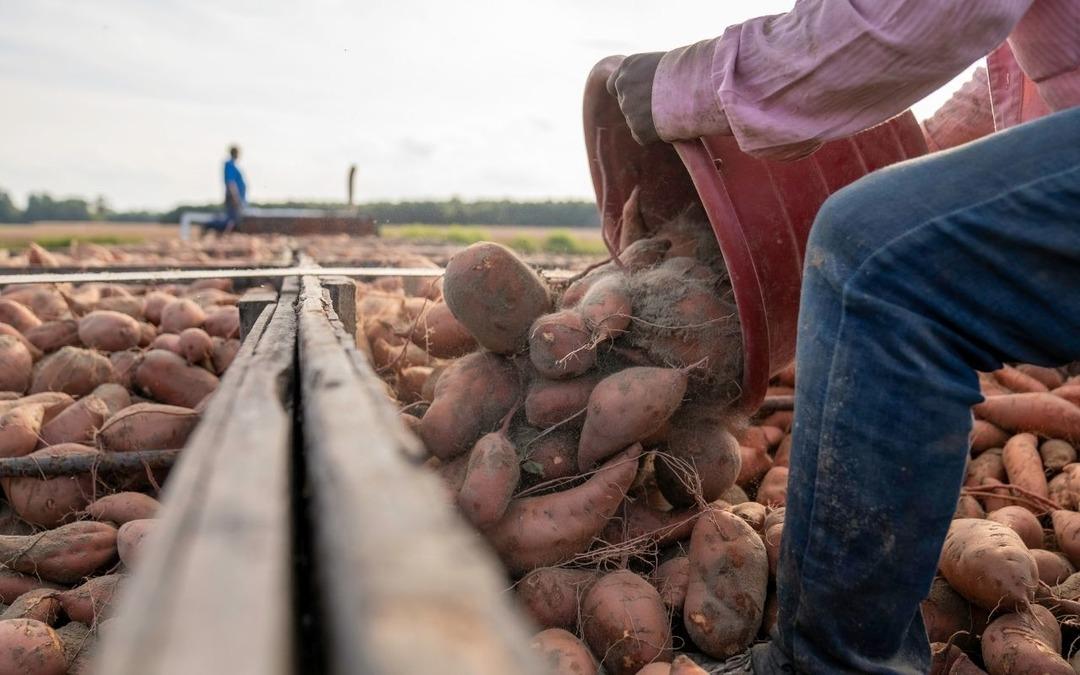 Tarımda asgari &uuml;cret kullanılmıyor: İş&ccedil;i maaşı 37 bin TL&rsquo;yi ge&ccedil;ti 1