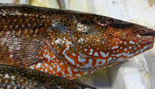 Hint Okyanusu&rsquo;ndan geldi, Mersin&rsquo;de tezgaha girdi! Portakal benekliye yoğun ilgi