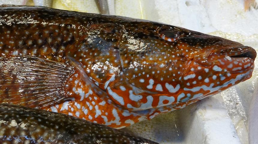 Hint Okyanusu&rsquo;ndan geldi, Mersin&rsquo;de tezgaha girdi! Portakal benekliye yoğun ilgi