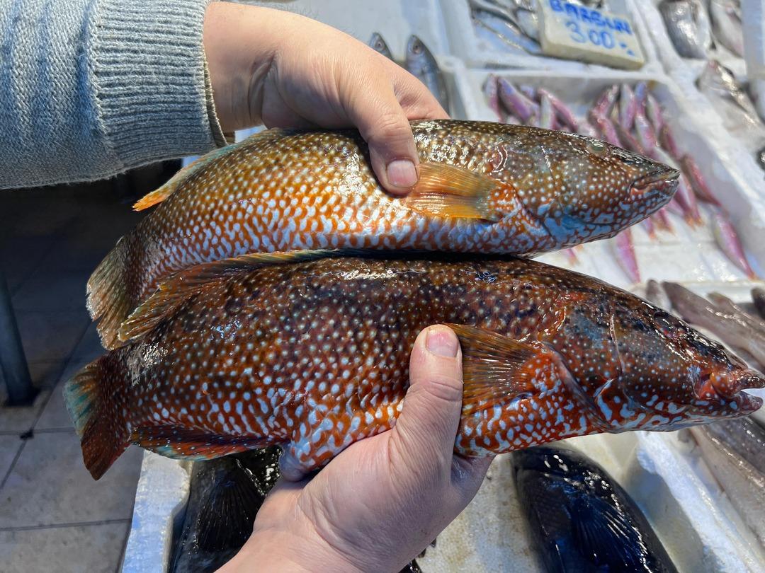 Hint Okyanusu&rsquo;ndan geldi, Mersin&rsquo;de tezgaha girdi! Portakal benekliye yoğun ilgi 1