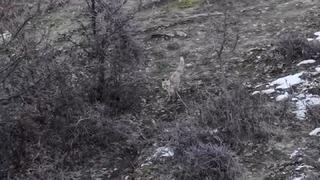 Hasköy’de tilkilerin dron ile imtihanı