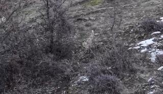 Hask&ouml;y&rsquo;de tilkilerin dron ile imtihanı