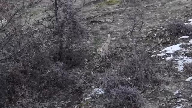 Hasköy’de tilkilerin dron ile imtihanı