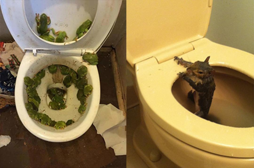 Tuvalet sandığınızdan &ccedil;ok daha tehlikeli olabilir