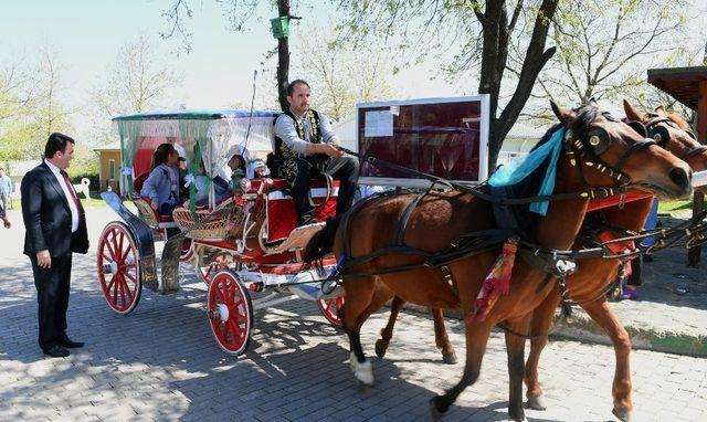 Kediler artık lüks hastanede doğum yapacak