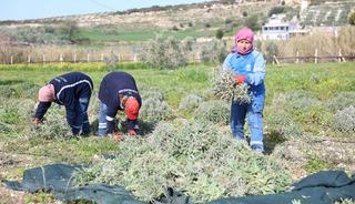 Didim&rsquo;de ada &ccedil;ayı hasadı yapıldı