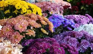 Buket fiyatları bin 500'den başlıyor! 'Kadınların kadınlara en &ccedil;ok &ccedil;i&ccedil;ek aldığı &ouml;zel g&uuml;n'