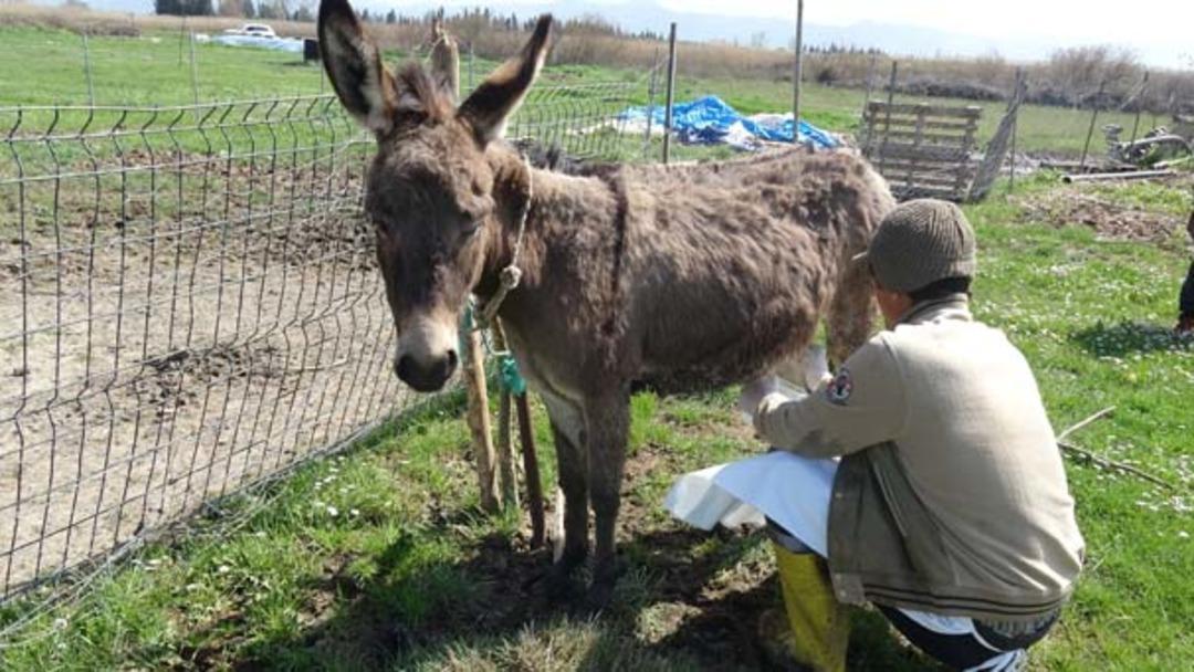 Litresi 100 liraya eşek s&uuml;t&uuml;