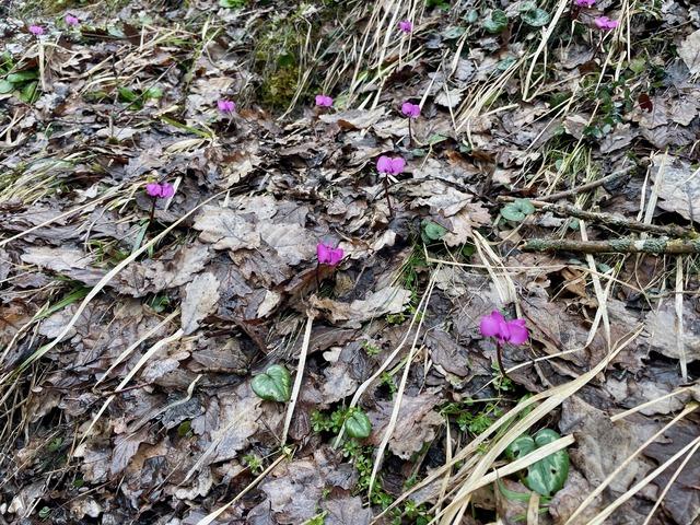 Bolu da kış ve ilkbahar bir arada yaşanıyor 4
