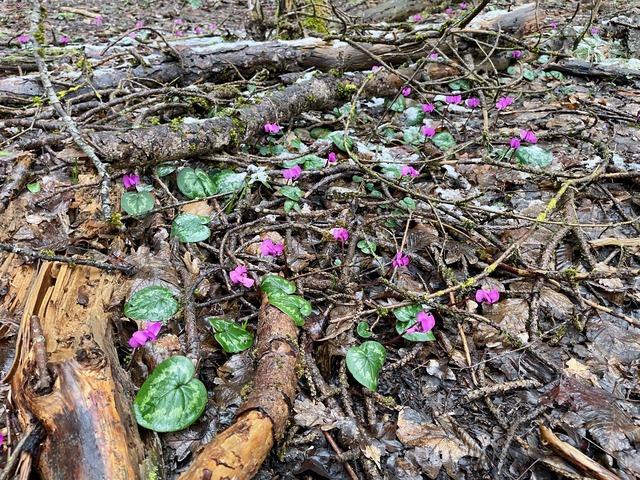 Bolu da kış ve ilkbahar bir arada yaşanıyor 2