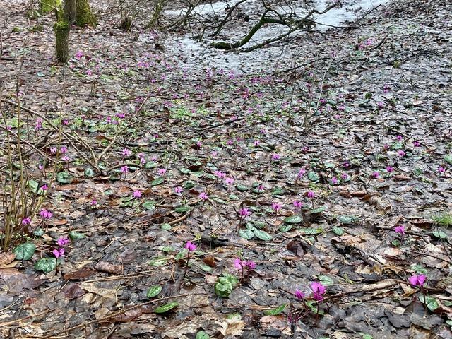 Bolu da kış ve ilkbahar bir arada yaşanıyor 1