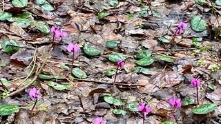 Bolu'da kış ve ilkbahar bir arada yaşanıyor