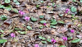 Bolu'da kış ve ilkbahar bir arada yaşanıyor