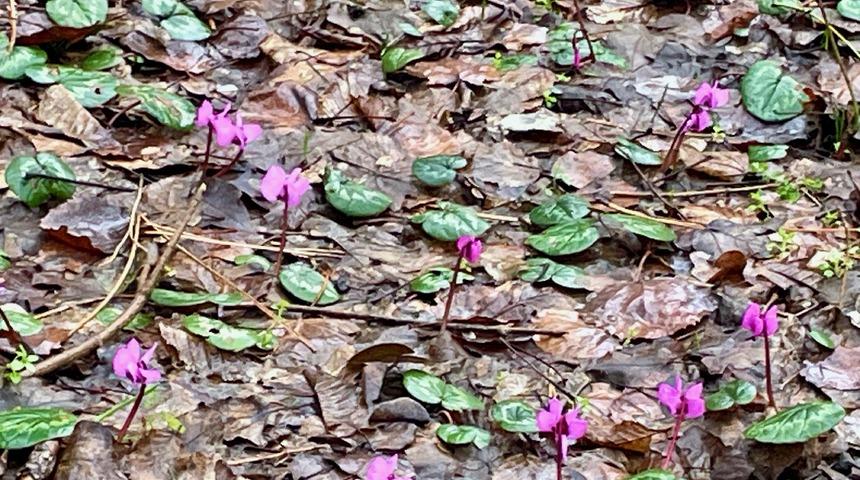 Bolu'da kış ve ilkbahar bir arada yaşanıyor