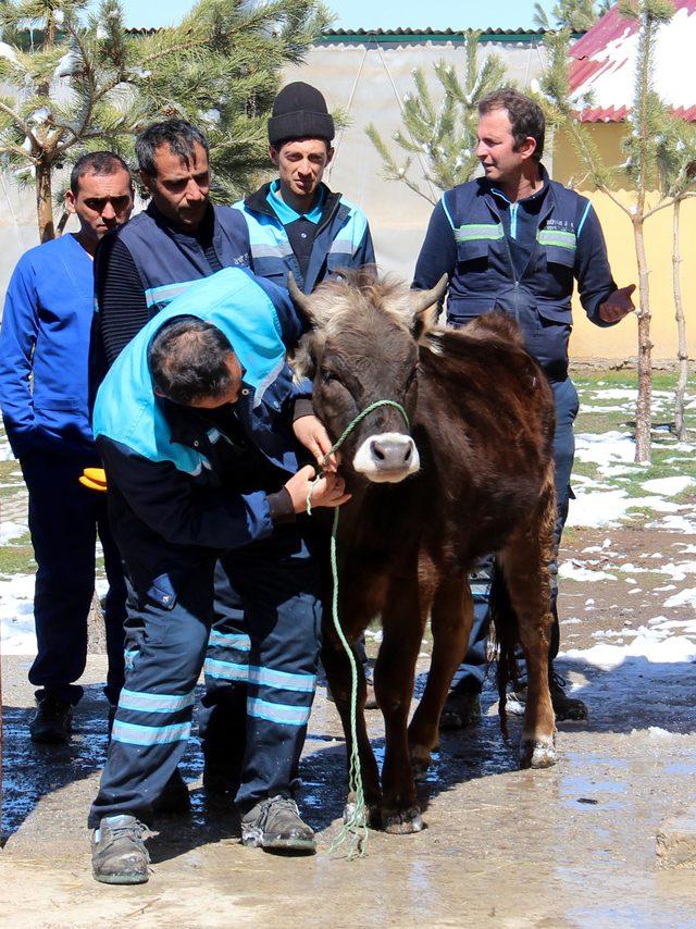 Gözetim altındaki düve, üniversite çiftliğine nakledildi