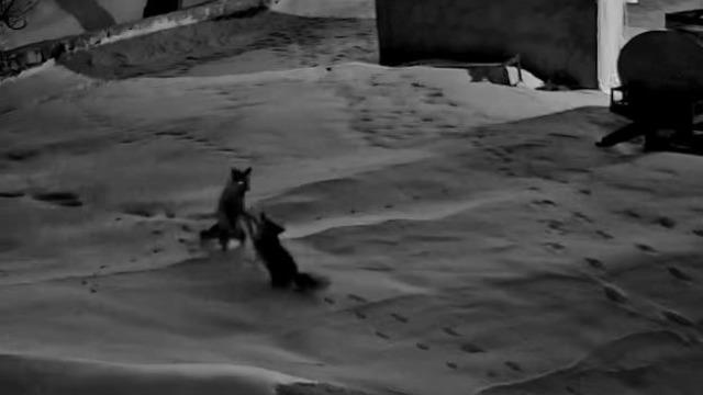 Köye inen tilkiler birbirine girdi, o anlar kameraya yansıdı