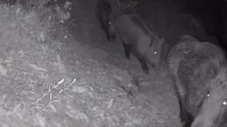 Diyarbakır’da yaban hayvanları foto kapana yakalandı