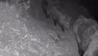 Diyarbakır&rsquo;da yaban hayvanları foto kapana yakalandı