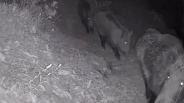 Diyarbakır’da yaban hayvanları foto kapana yakalandı