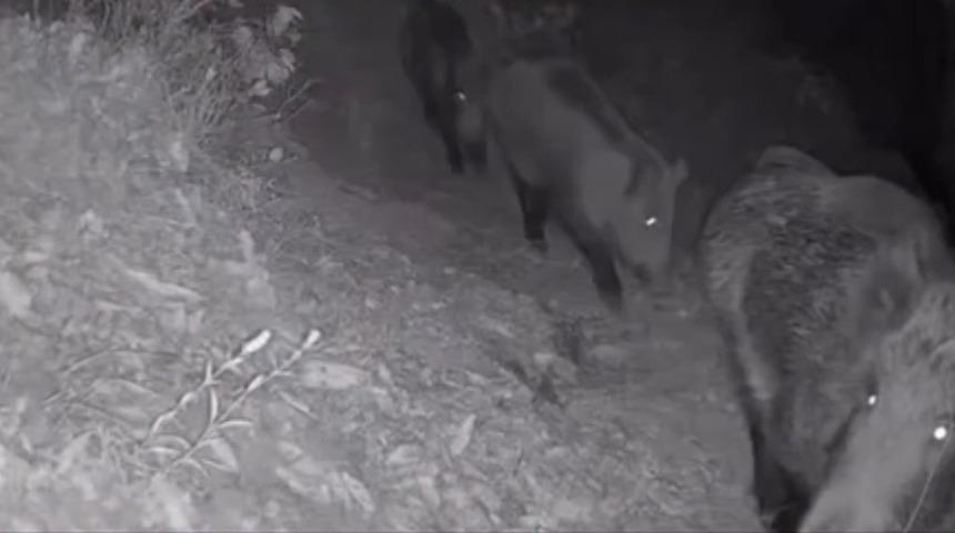 Diyarbakır&rsquo;da yaban hayvanları foto kapana yakalandı