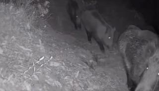 Yaban hayvanları foto kapana yakalandı