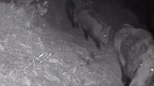 Yaban hayvanları foto kapana yakalandı