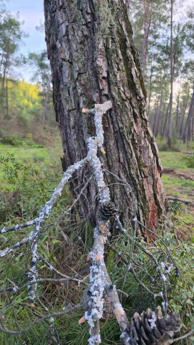 Kesilen basralı dallar arıcılar i&ccedil;in ormana bırakıldı 5