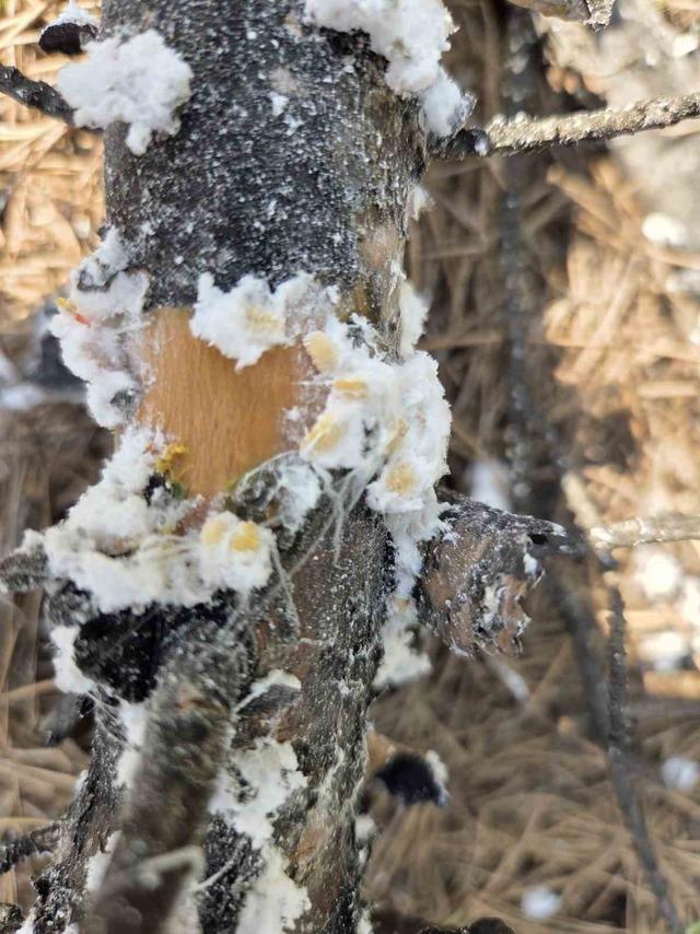 Kesilen basralı dallar arıcılar i&ccedil;in ormana bırakıldı 3
