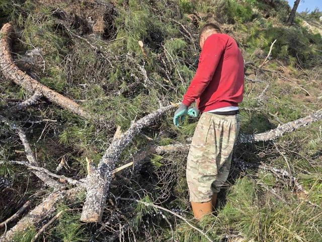 Kesilen basralı dallar arıcılar i&ccedil;in ormana bırakıldı 2