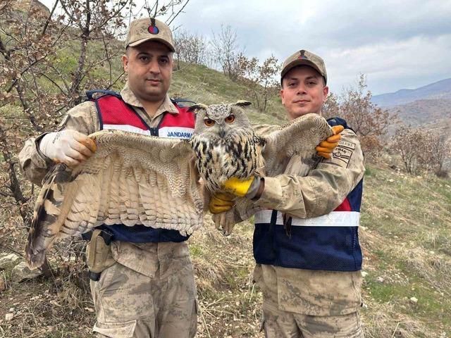 Nesli tehlikedeydi: Kulaklı baykuş koruma altına alındı 1