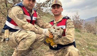 Nesli tehlikedeydi: Kulaklı baykuş koruma altına alındı