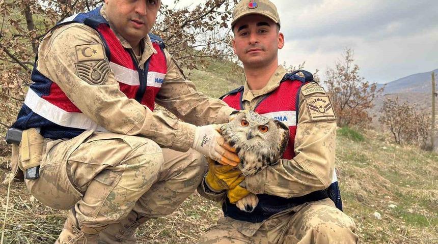 Nesli tehlikedeydi: Kulaklı baykuş koruma altına alındı